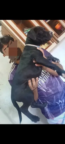 Filhote de pitbull