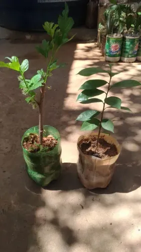 Amora Graviola Tamarindo 10 reais cada