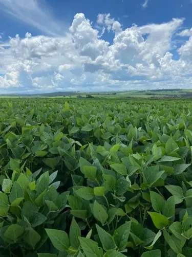 Fazenda à Venda em Campo Florido/MG com 13,5 Alqueires - 9 Alqueires para Plantio