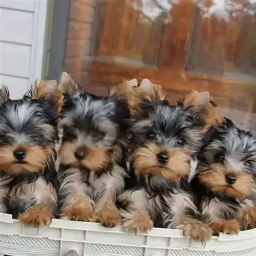Yorkie: atitude de gigante em corpo de bolso!