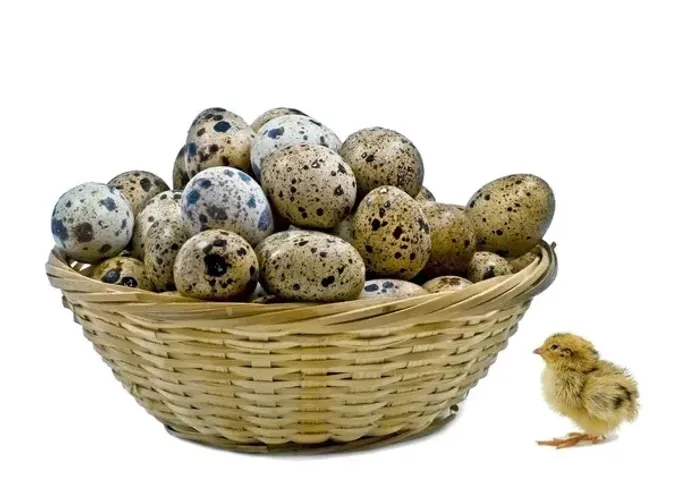 Codornas Gigantes , Pintos e Ovos Férteis