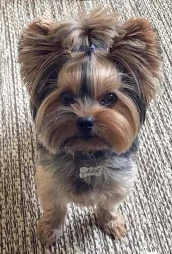 Yorkshire Terrier Fofa a cara da família realeza