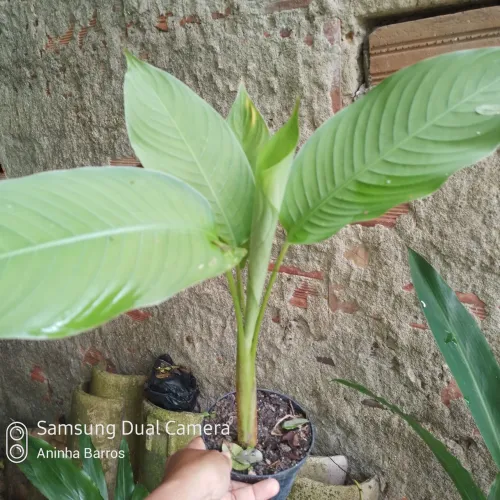 bananeira de Brejo.ou Helicônia