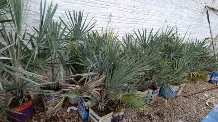 Muda de Palmeira azul