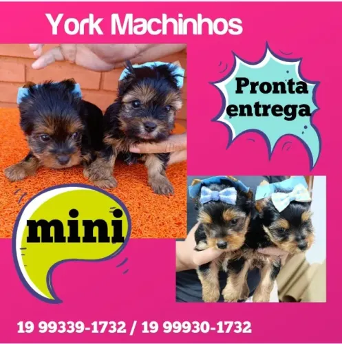 Yorkshire Macho em Promoção - Leve Muito Amor por Menos!