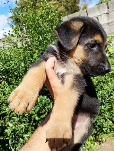 Filhotes pastor alemão fêmea 