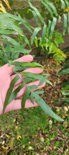 Samambaia Jamaica (Phymatosorus scolopendria) em xaxim, folhas c cerca 80cm