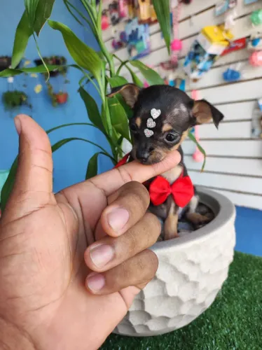 Filhote Pinscher uma fofura!