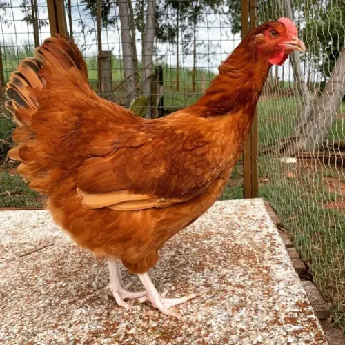 galinha embrapa 051 proximo a iniciar a postura