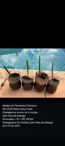 Mudas de tamareira ( Tamara)