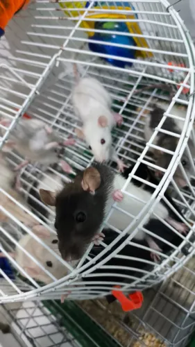 Ratos
