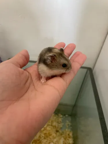 Vendo hamster anão russo 