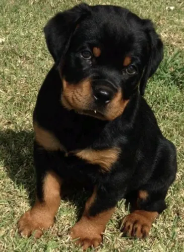 Filhote rottweiler, Quer Alegria Diária? Escolha Seu Novo Amigo de Patinhas!