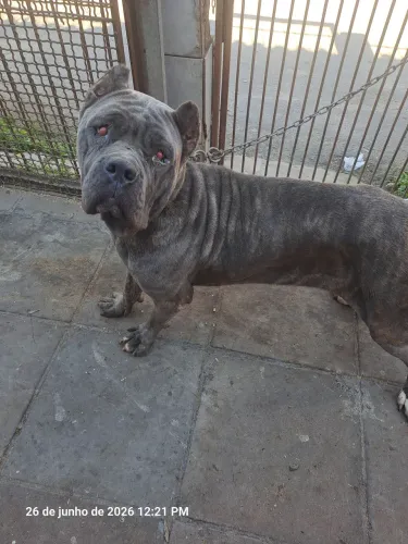 Vendo cane corso.