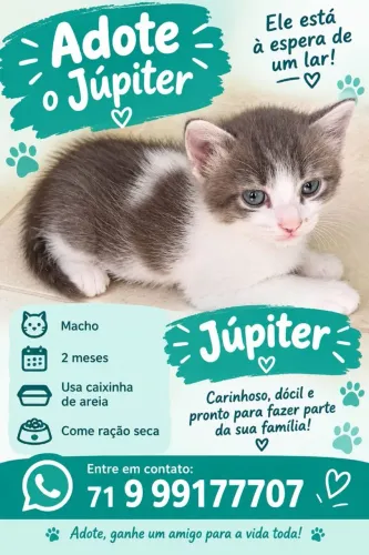 Adoção Gatinhos