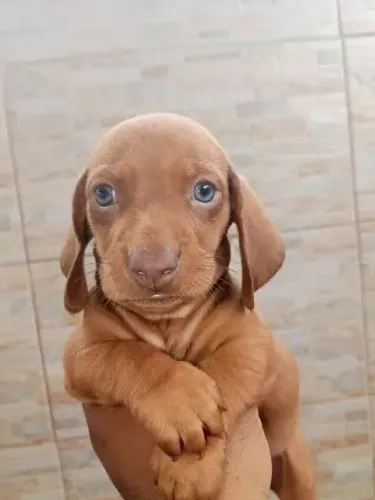 Encantador filhote de Daschound macho linhagem chocolate 