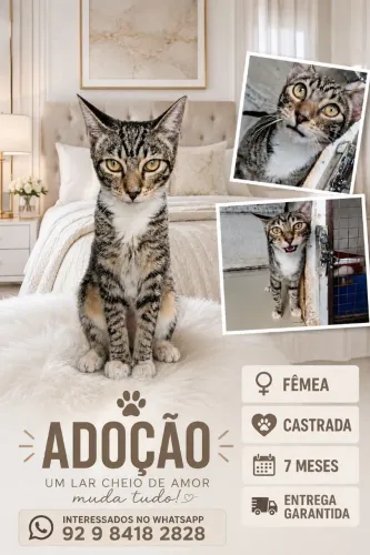 Adição, gato macho. 6 meses castrada. Realizo entrega 