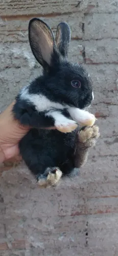 Vendo coelhos