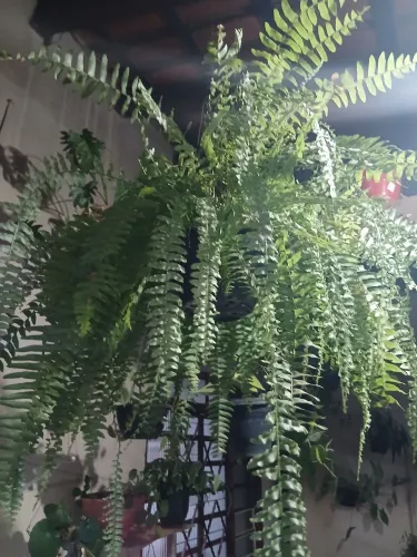 Planta samambaia