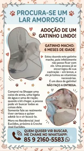 Doa-se esse gatinho macho muito dócil