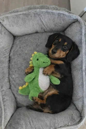 Filhotes De Teckel - Seus Dias Ficarão Mais Felizes Com Um Novo Amigo Peludo