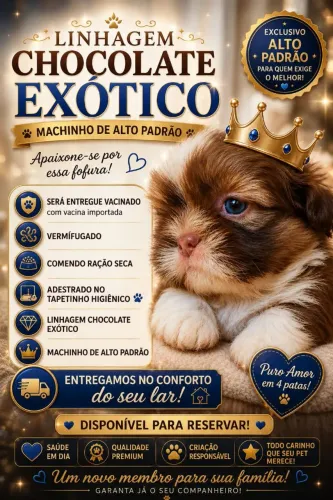 Shih-tzu Cuiabá 