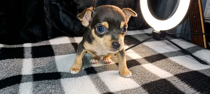 Filhote de Pinscher para venda