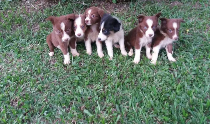 Border Collie, Lindos Cães Filhotes a Venda