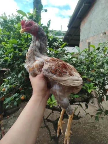 Frango suro