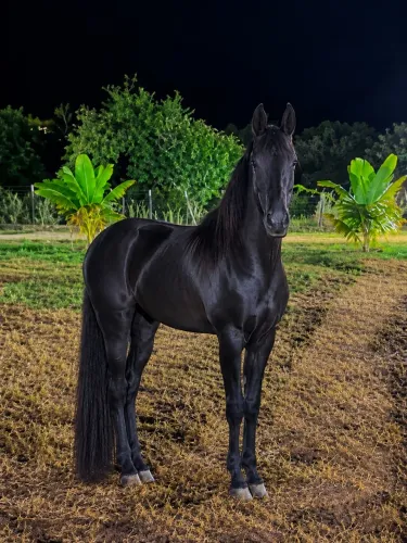 Filha de Indecente JGX