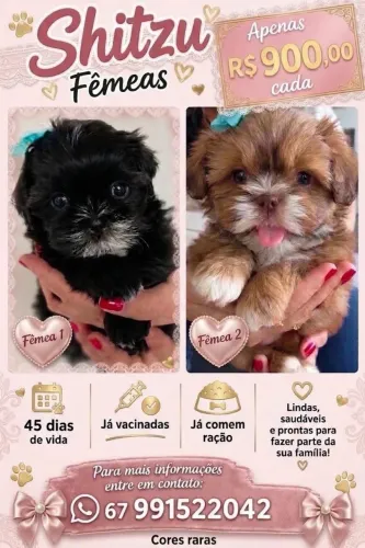 Vendo cachorros da raça Shitzu fêmeas vacinadas