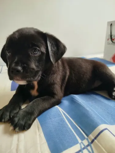 Adoção filhote goldenbully