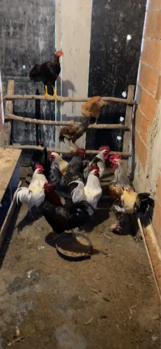 Galos grande pesado bonitos