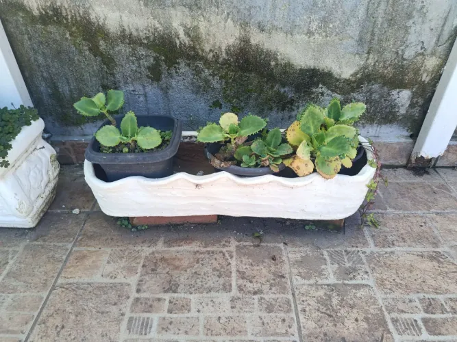 Planta