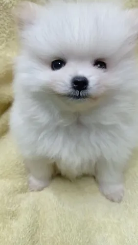 Lulu da Pomerânia filhote 