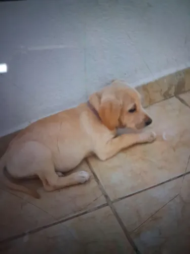 Dog para adoção