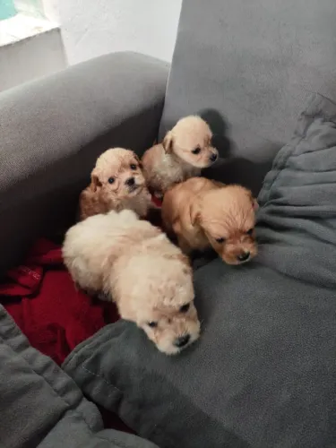 Filhotes de Poodle disponível