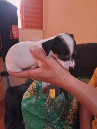 Vendo cachorro Pinscher 