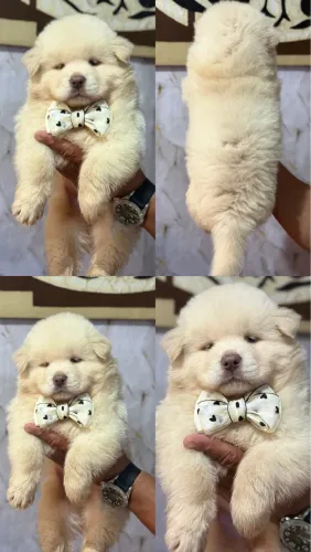 Chow chow 