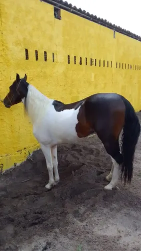 Cavalo Mangalarga Marchador