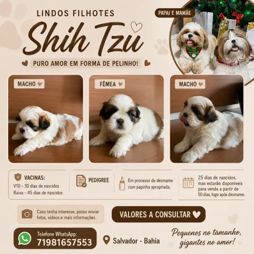     Shih Tzu Machos e Fêmea - Prontos para Reserva