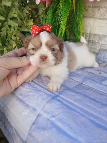 Shitzu fêmea mini nariz marron olhos verdes 