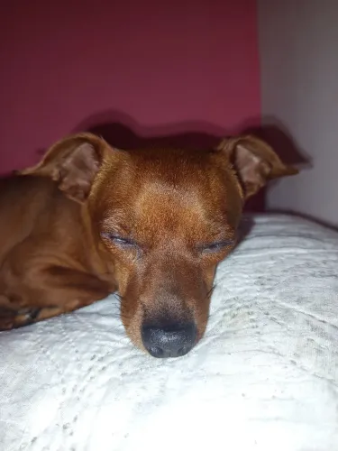 Cachorro Pincher 1pequeno macho 