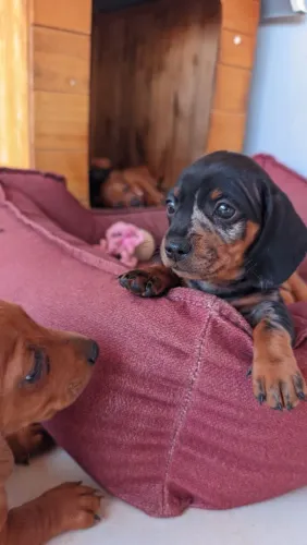 Filhote de dashchund salsicha