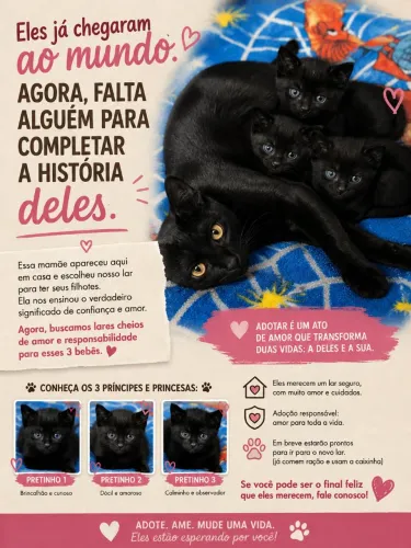 Gato