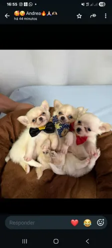 Chihuahua macho para reservar
