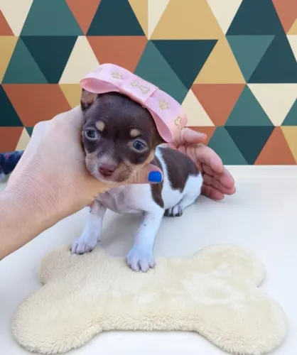 Pinscher Exótica Muito Elegante
