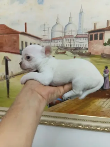 Chihuahua Pelo Curto, em 10x no Cartão. Linhagem Russa