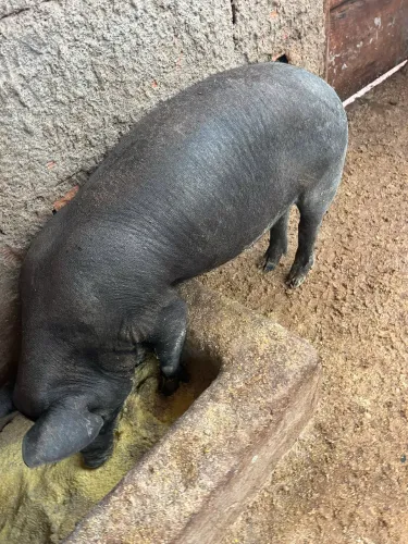 Leitoa Caipira 