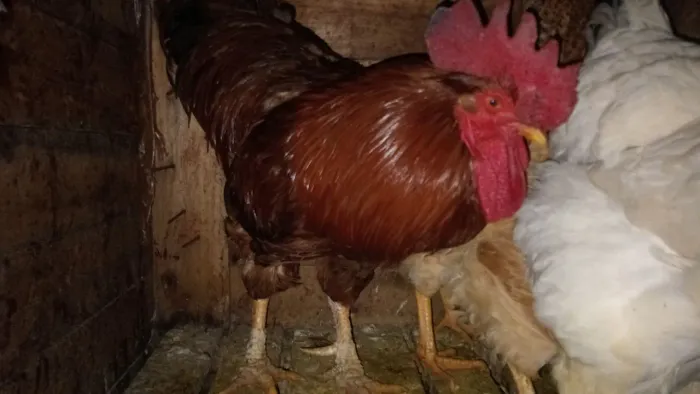 Vendo frangos,galos,coelhos gigante de Flandres puro ótima genética
